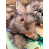 Plys Hare