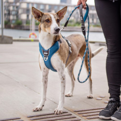 Urban Rope hundeline | Dog Copenhagen | DyreCentret