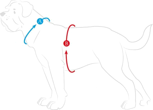 Sådan tager du mål til Hunter Hilo Comfort hundeselen til din hund